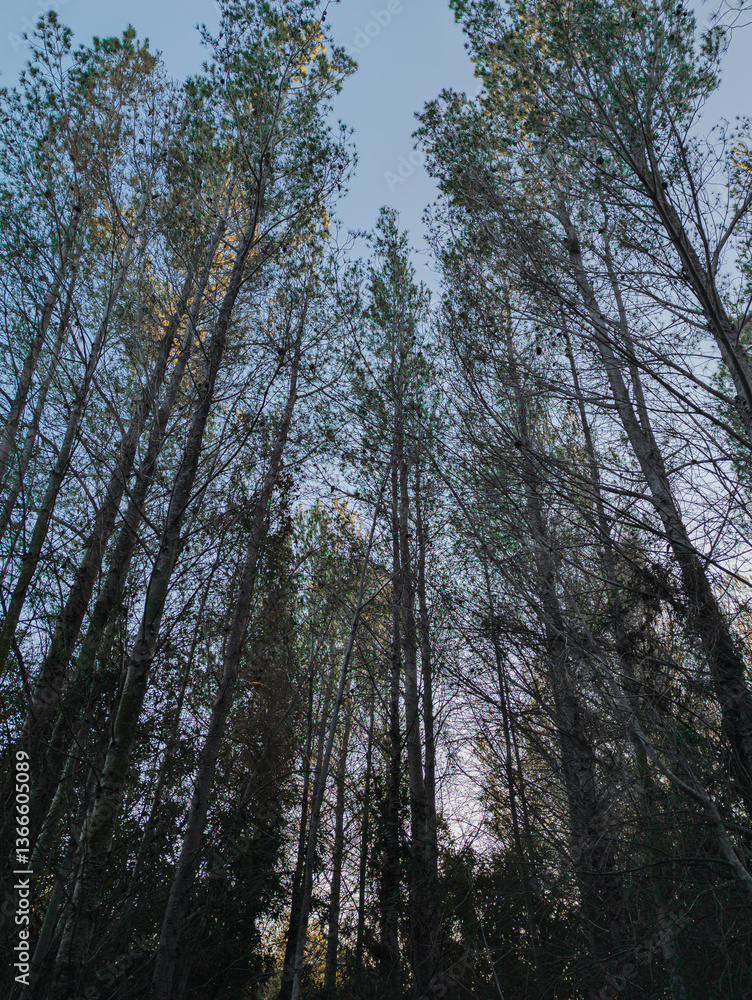 Pines photographed from below at sunset. Dramatic image of pines at sunset. Pines photographed from below at sunset. Dramatic image of pines at sunset.
