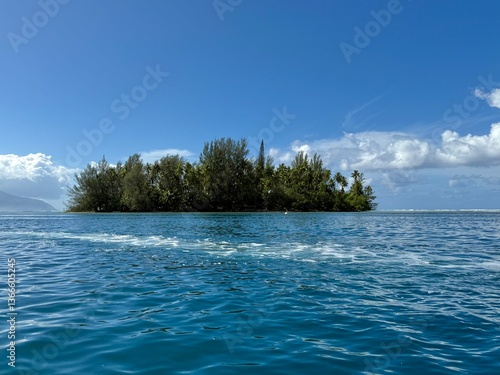 tree on the beach French Polynesia 