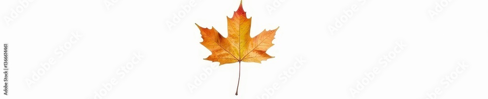 a single maple leaf isolated against white background, leaf photograph, seasonal foliage a single maple leaf isolated against white background, leaf photograph, seasonal foliage