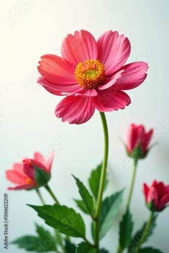 Wallpaper Mural Colorful flower on white background with shallow depth of field, blossom, foliage, garden Torontodigital.ca