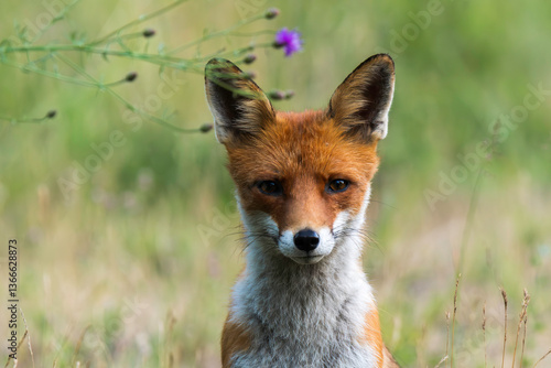 Portrait eines weiblichen Fuchses