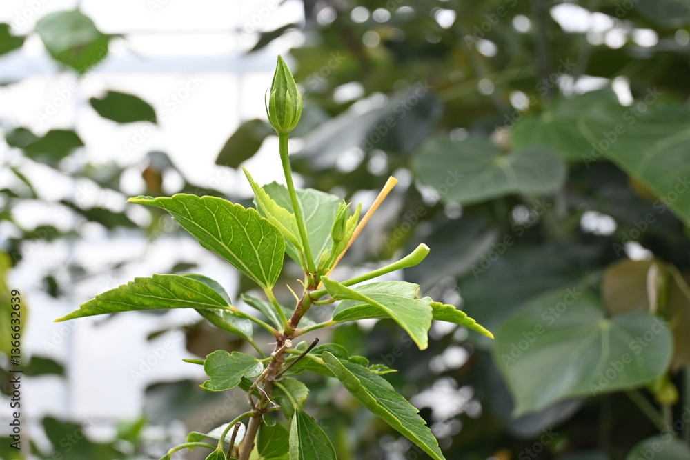 Obraz premium branch of a tree