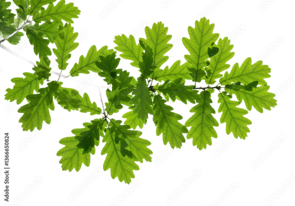 A close up view of a vibrant green oak branch with several leaves against a blurred background outdoors A close up view of a vibrant green oak branch with several leaves against a blurred background outdoors