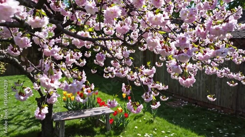 Cherry blossom tree blooming in spring garden with tulips  