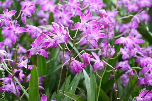 purple flowers