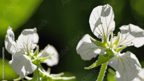 Delicate white flowers blooming against a green backdrop  