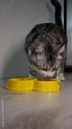 young cat eating food from a bowl. Home feeding of pets. Pet care. balanced nutrition of pets.
