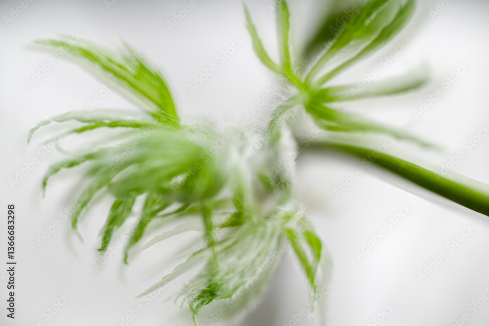 Fototapeta premium Close up of Fresh Green Japanese Maple Leaf