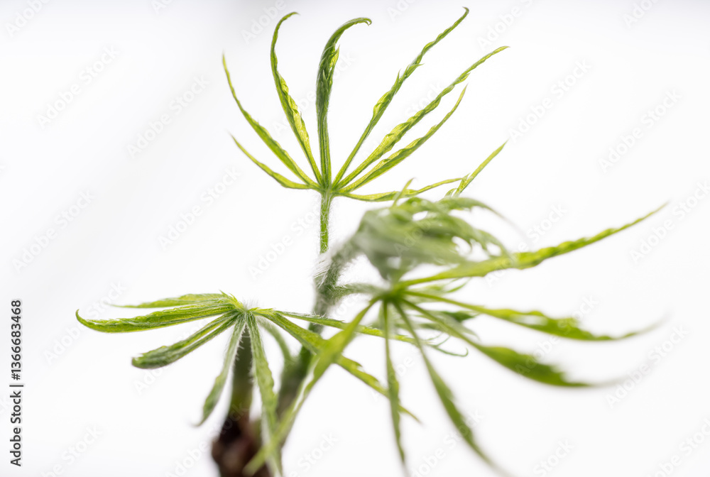 Fototapeta premium Close up of Fresh Green Japanese Maple Leaf
