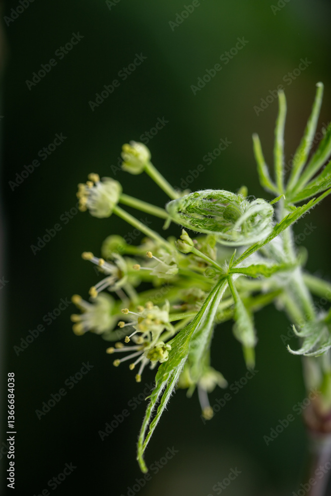 Naklejka premium Close up of Fresh Green Japanese Maple Leaf