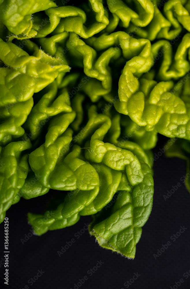 Obraz premium Close up of Young Fresh Green Rhubarb Leaf