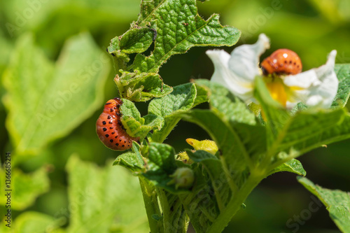 Kartoffelkäferlarven auf einer Kartoffelpflanze