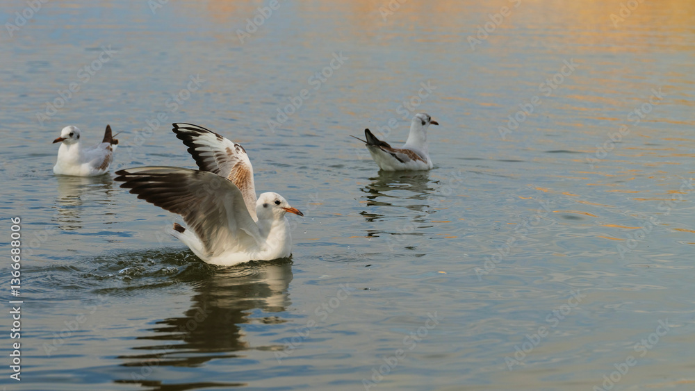 Fototapeta premium Seagulls swimming and playing in calm water during golden hour near the shore