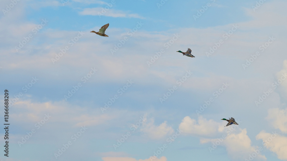 Fototapeta premium Ducks flying across a clear sky during the late afternoon in a serene natural setting