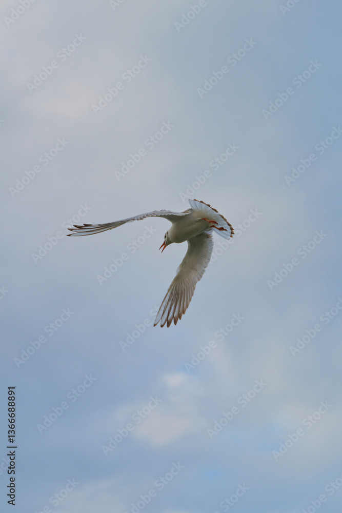 Bird soaring gracefully in a clear blue sky during late afternoon Bird soaring gracefully in a clear blue sky during late afternoon