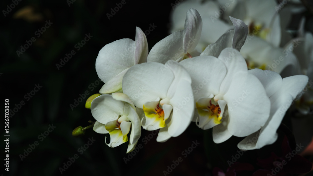 Obraz premium Elegant white orchids bloom in lush garden setting during twilight hours, showcasing nature's beauty