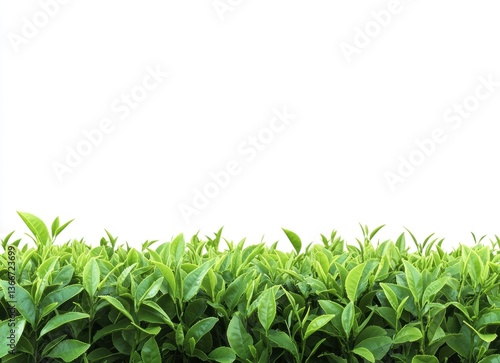 Fresh Green Tea Leaves Growing Isolated on White Background for Beverage Concepts