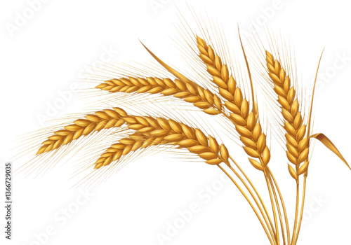 Golden wheat stalks on transparent background for agriculture harvest illustration and farming design