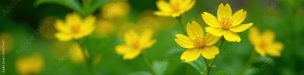 Bright yellow flowers with water droplets on the stem and leaves, garden, nature Bright yellow flowers with water droplets on the stem and leaves, garden, nature