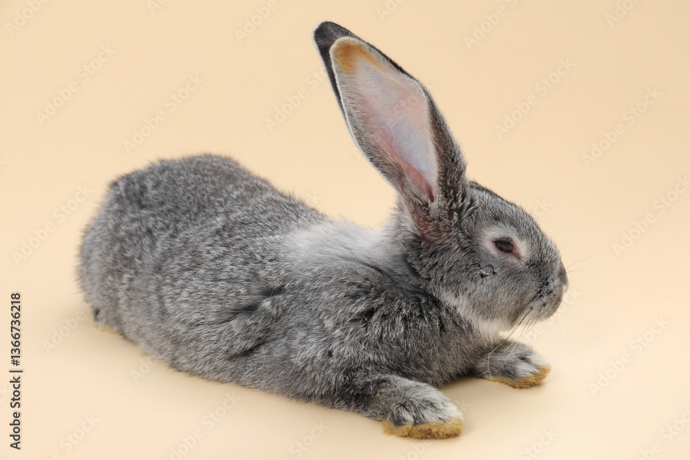 Obraz premium Fluffy grey rabbit on beige background. Cute pet