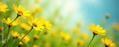 Delicate yellow daisies sway in gentle breeze, yellow, nature