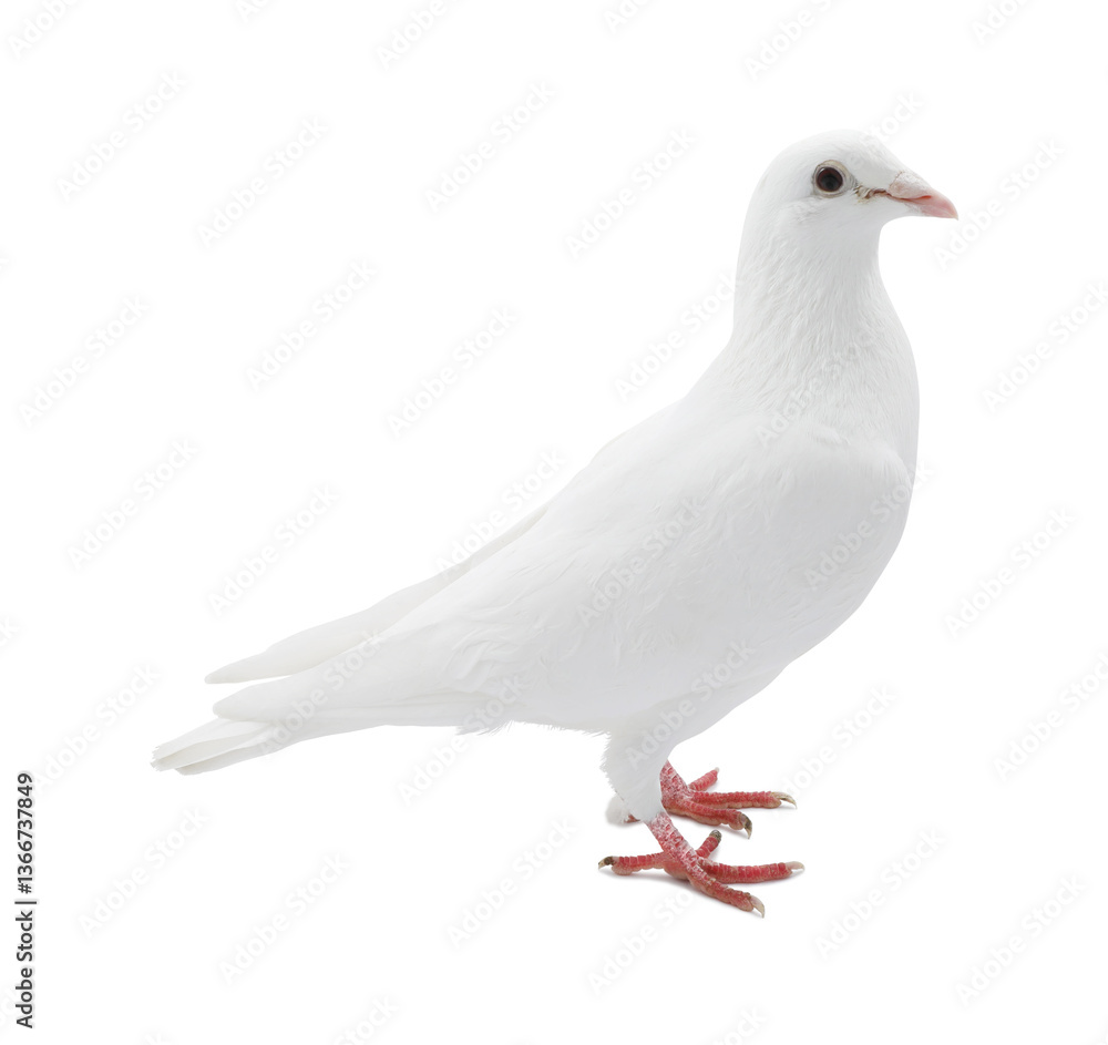 Obraz premium One dove isolated on white. Graceful bird