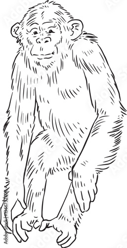 chimp