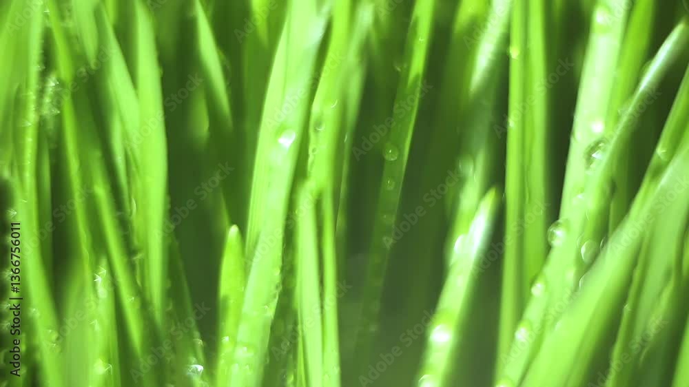 Close up of green grass with water droplets on it. The grass is lush and vibrant, giving off a sense of freshness and vitality Close up of green grass with water droplets on it. The grass is lush and vibrant, giving off a sense of freshness and vitality