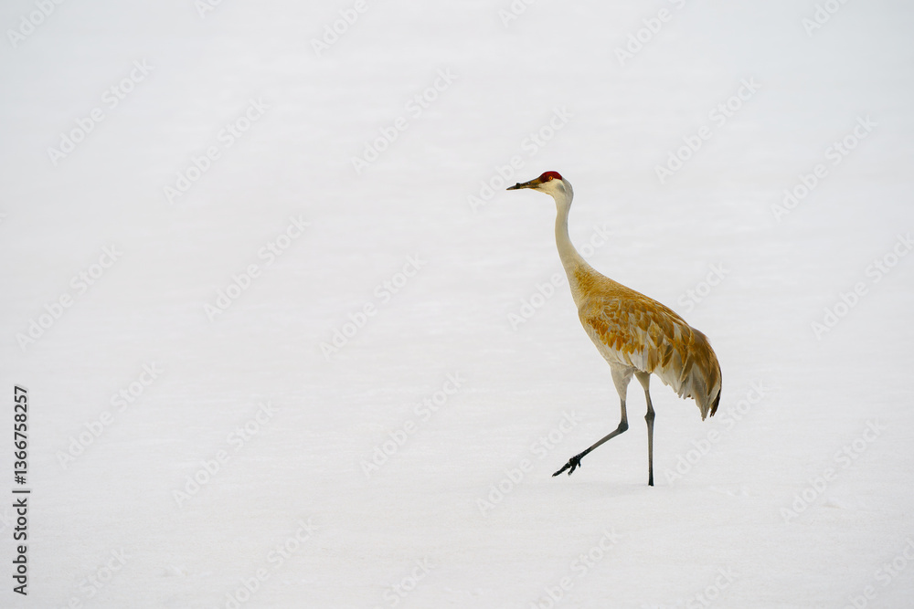 Obraz premium Sandhill crane walking on snow migrating back to Steamboat Colorado in the Spring