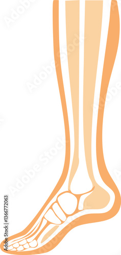 Simply illustrate anatomy of leg simple illustrations.