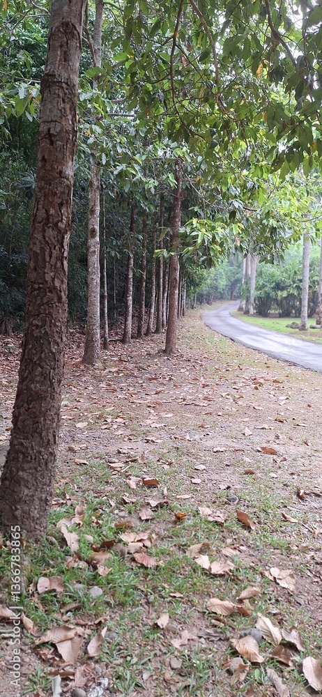 Obraz premium Image of a path in an autumn forest