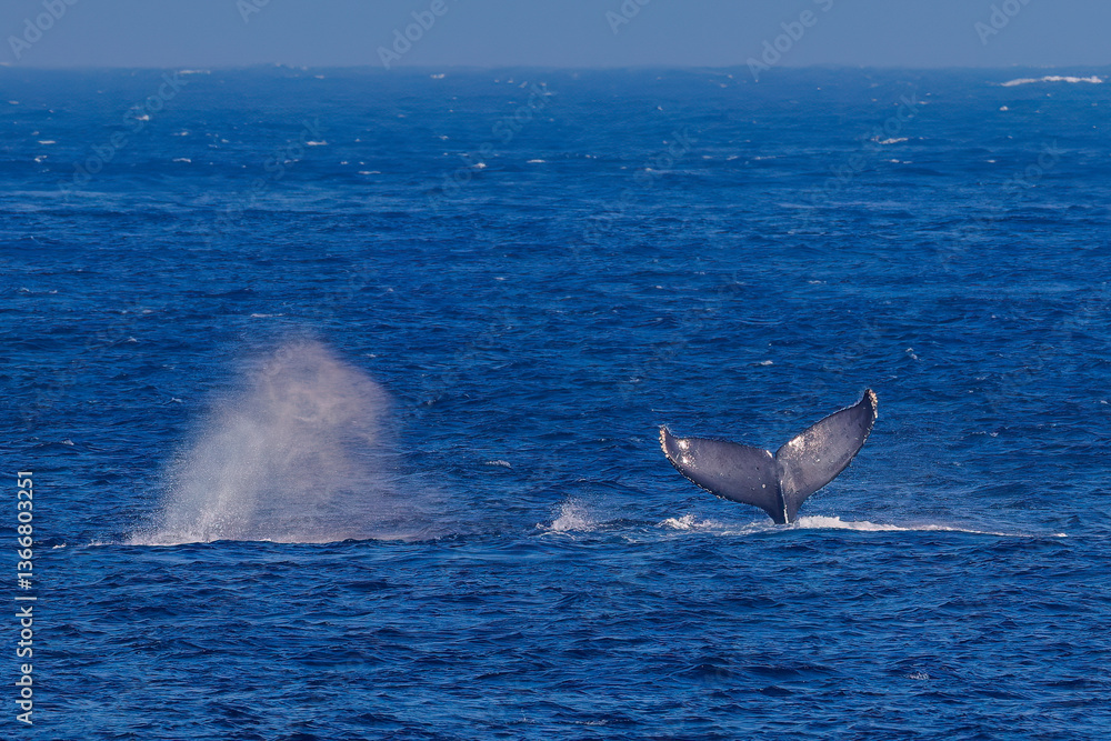 Fototapeta premium テイルスラップ（尻尾で海面を叩く）をしている。陸から見えたザトウクジラ（ナガスクジラ科）の群れが泳ぐ様子。 英名学名：Humpback Whale, Megaptera novaeangliae 真新しい溶岩でできた荒々しい海岸線の底土港外。 東京都伊豆諸島八丈島-2025年