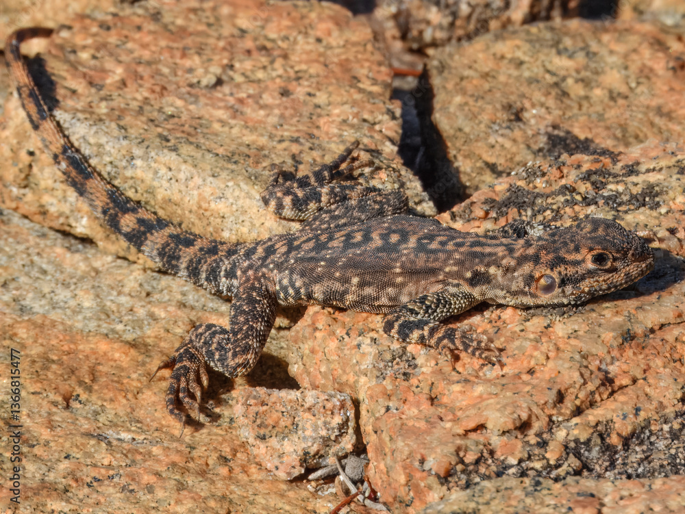 Ornate Crevice Dragon (Ctenophorus ornatus) in Australia