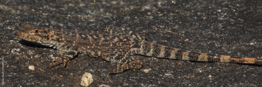 Ornate Crevice Dragon (Ctenophorus ornatus) in Australia