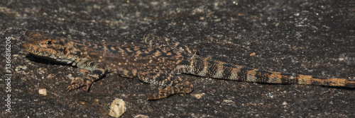 Obraz na płótnie Ornate Crevice Dragon (Ctenophorus ornatus) in Australia w salonie