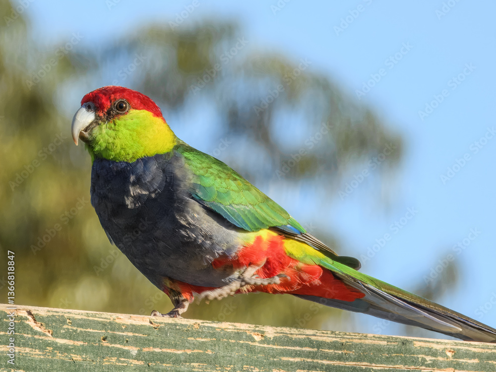 Red-capped Parrot (Purpureicephalus spurius) in Australia
