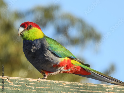 Obraz na płótnie Red-capped Parrot (Purpureicephalus spurius) in Australia w salonie