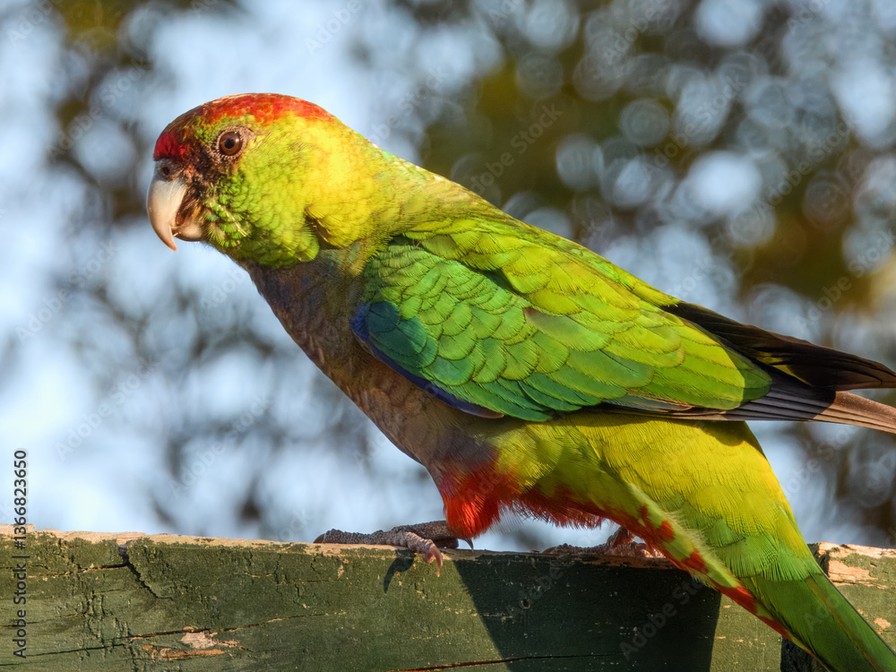 Red-capped Parrot (Purpureicephalus spurius) in Australia