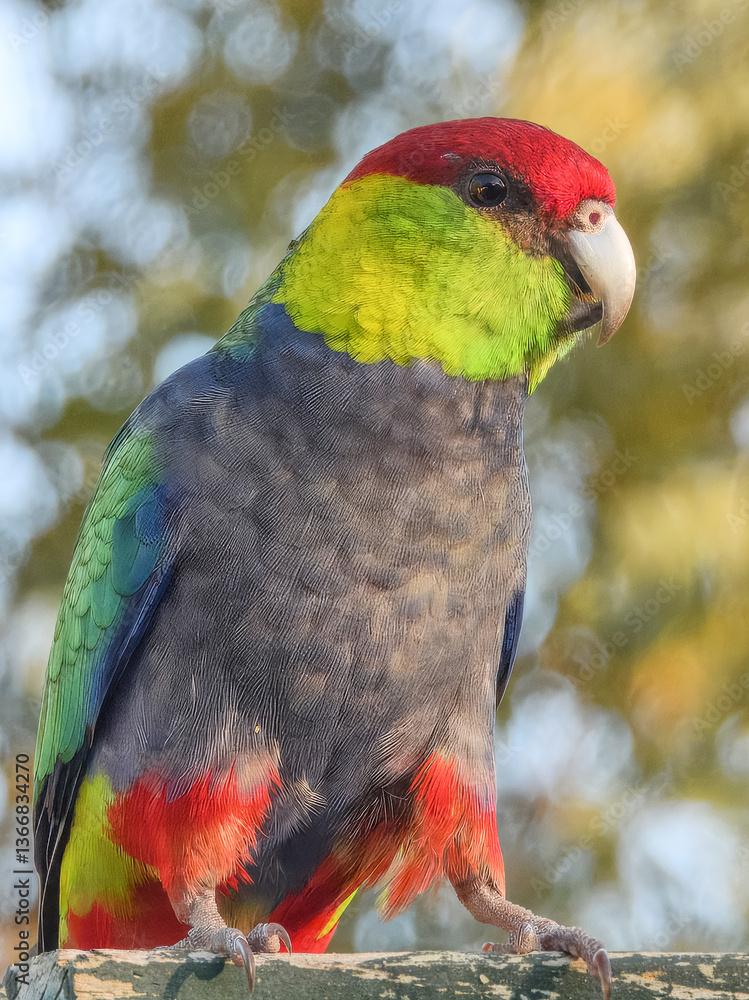 Red-capped Parrot (Purpureicephalus spurius) in Australia