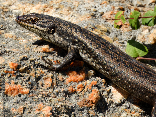 Obraz na płótnie Southwestern Crevice Skink (Egernia napoleonis) in Australia
w salonie