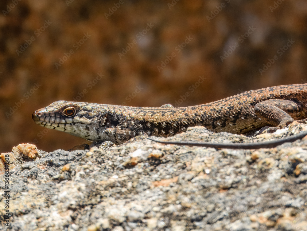 Southwestern Crevice Skink (Egernia napoleonis) in Australia