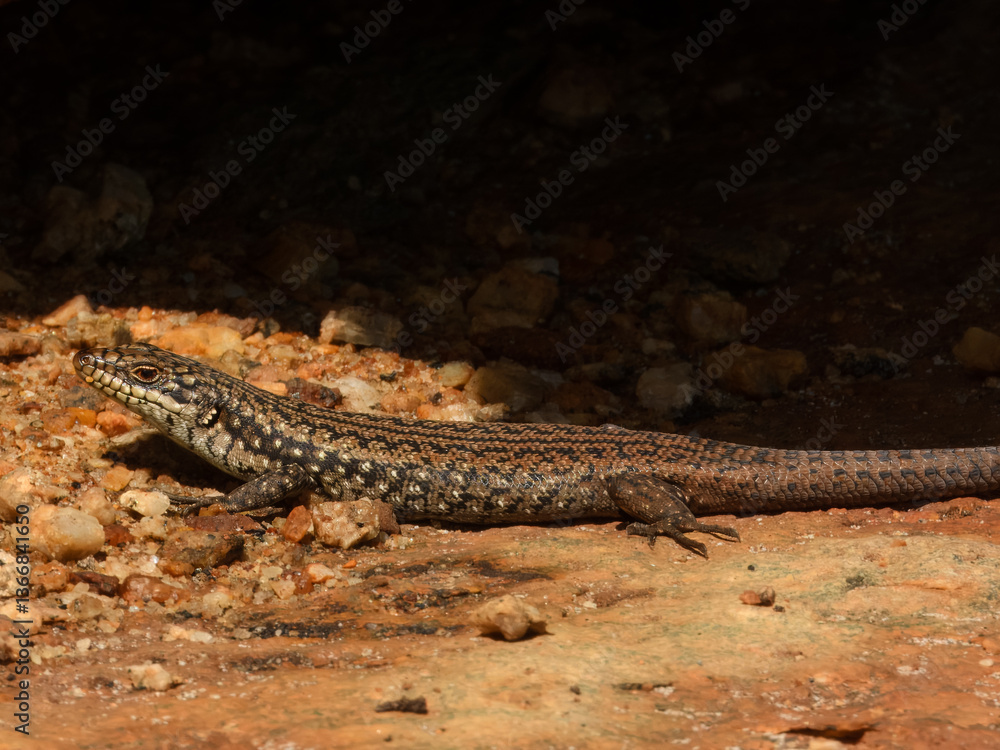 Southwestern Crevice Skink (Egernia napoleonis) in Australia