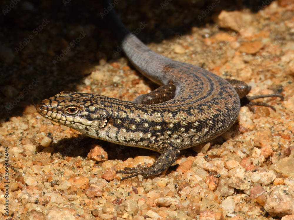 Southwestern Crevice Skink (Egernia napoleonis) in Australia