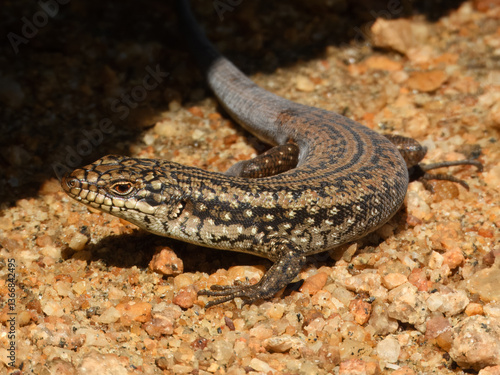 Obraz na płótnie Southwestern Crevice Skink (Egernia napoleonis) in Australia
w salonie