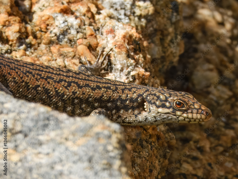 Southwestern Crevice Skink (Egernia napoleonis) in Australia