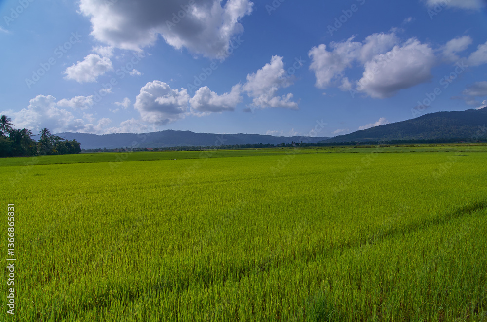 Lush paddy fields beneath a beautiful blue sky Lush paddy fields beneath a beautiful blue sky