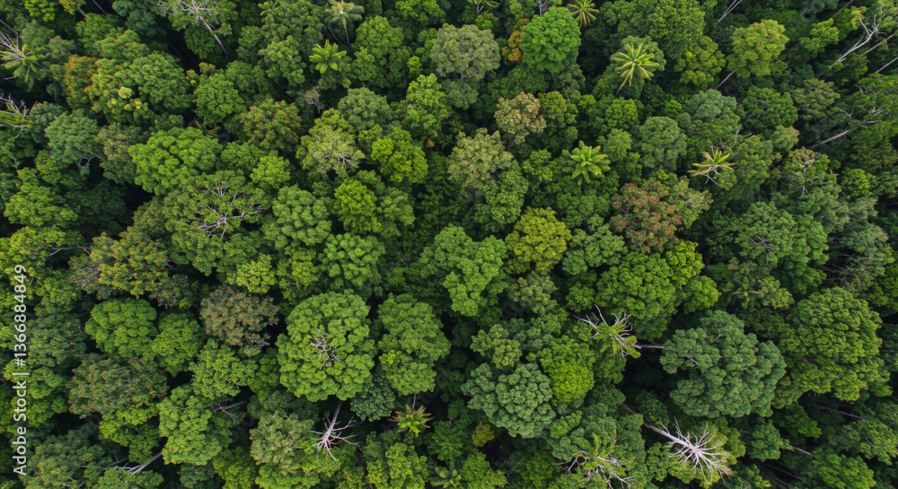 Fototapeta premium Aerial View of Lush Green Tropical Rainforest, Nature Concept