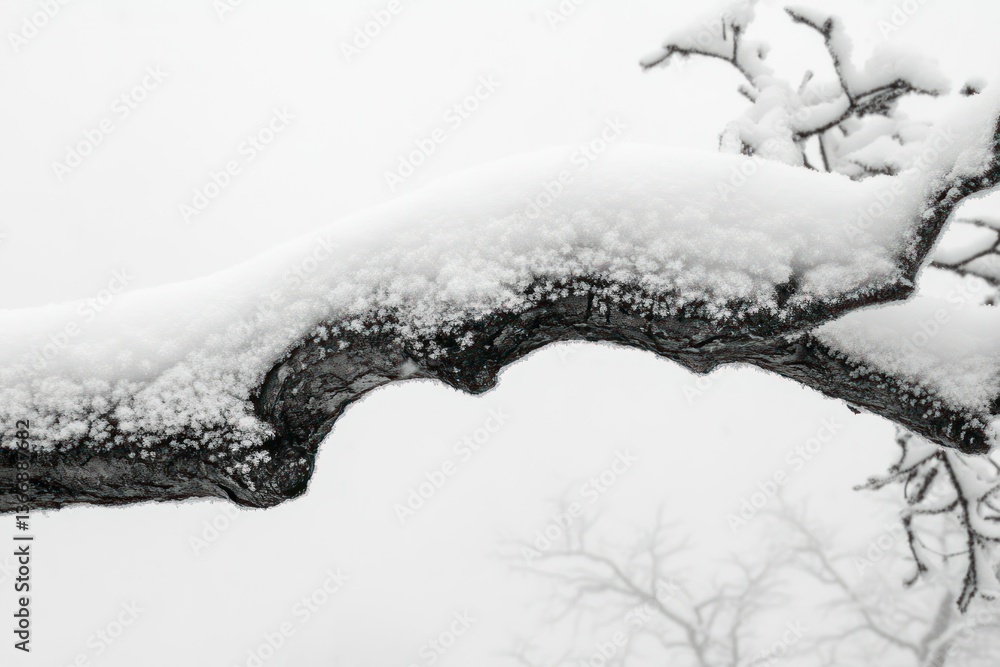 Snow-Covered Tree Branch Under Soft White Winter Light and Misty Background