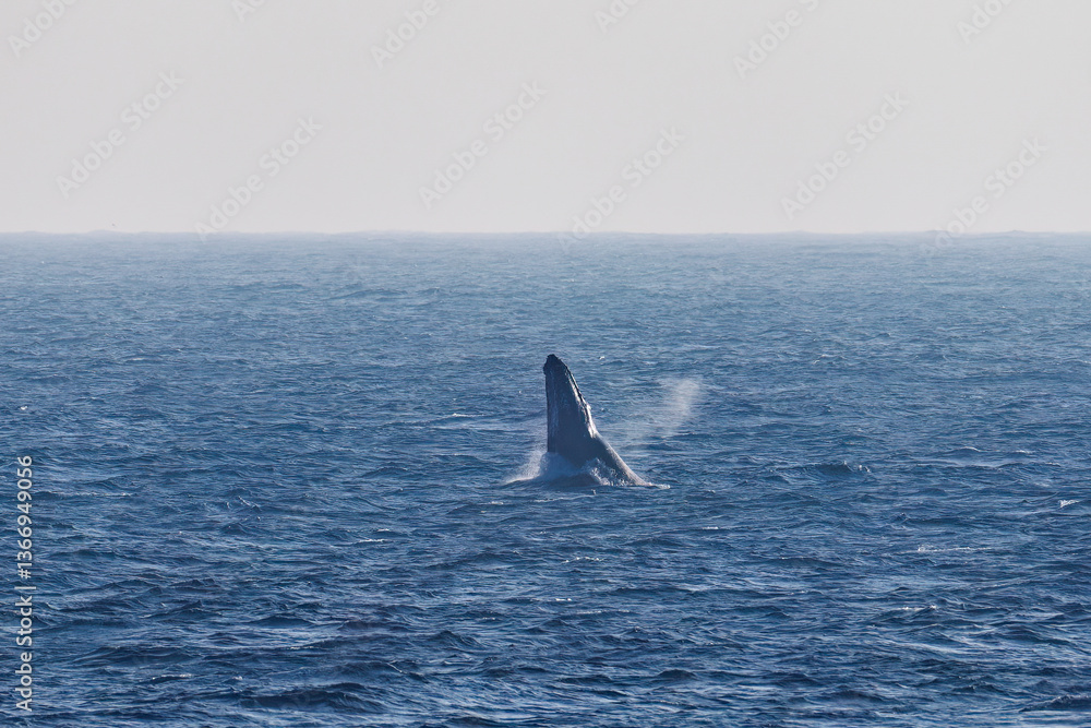 Fototapeta premium ブリーチング（ジャンプ）をしている。 陸から見えたザトウクジラ（ナガスクジラ科）の群れが泳ぐ様子。 英名学名：Humpback Whale, Megaptera novaeangliae 真新しい溶岩でできた荒々しい海岸線の底土港外。 東京都伊豆諸島八丈島-2025年 