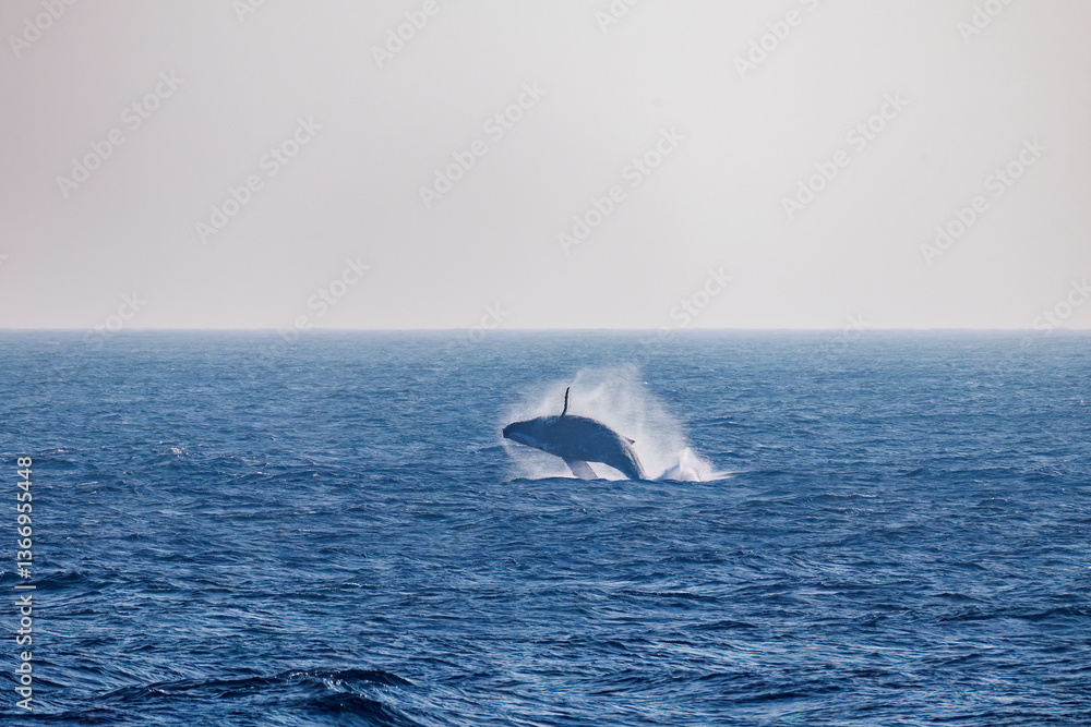 Fototapeta premium ブリーチング（ジャンプ）をしている。 陸から見えたザトウクジラ（ナガスクジラ科）の群れが泳ぐ様子。 英名学名：Humpback Whale, Megaptera novaeangliae 真新しい溶岩でできた荒々しい海岸線の底土港外。 東京都伊豆諸島八丈島-2025年 